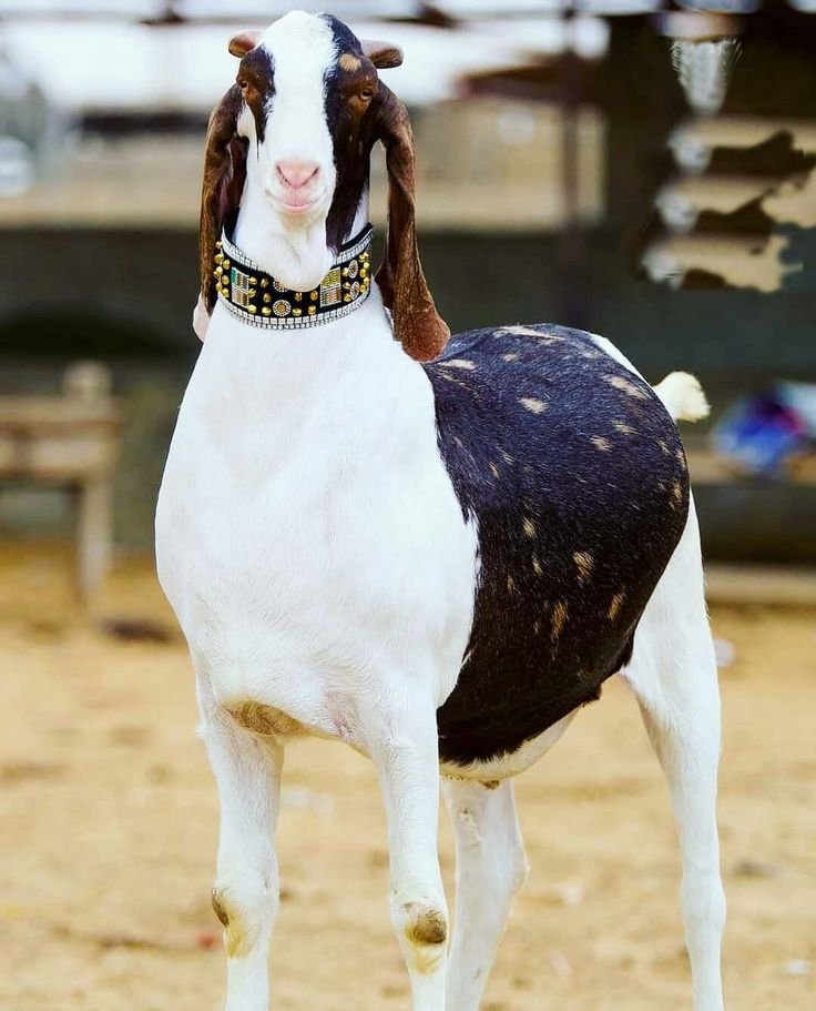 Bakra Cattle Farm