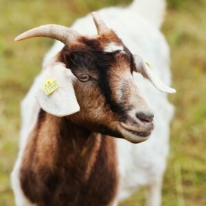 Goat